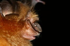 Rhinolophus canuti