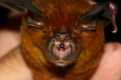 Rhinolophus affinis