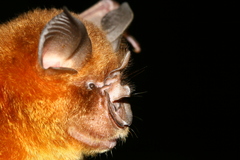 Rhinolophus affinis