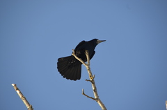 Corvus frugilegus