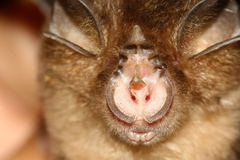Rhinolophus borneensis