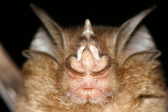 Rhinolophus borneensis