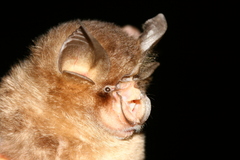 Rhinolophus borneensis