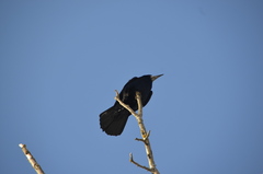 Corvus frugilegus