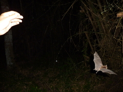 Rhinolophus borneensis