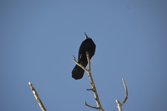 Corvus frugilegus