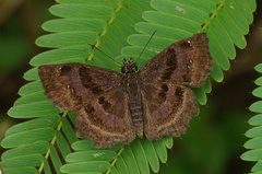 Antigonus funebris