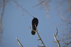 Corvus frugilegus