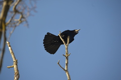 Corvus frugilegus