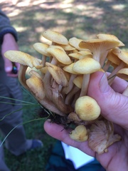 Desarmillaria caespitosa image