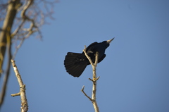 Corvus frugilegus