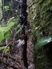 Austrobasidium pehueldeni