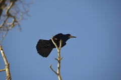 Corvus frugilegus