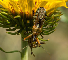 Cosmoclopius nigroannulatus