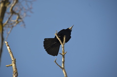 Corvus frugilegus