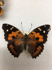 Vanessa tameamea