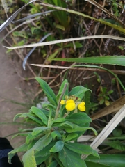 Calceolaria integrifolia