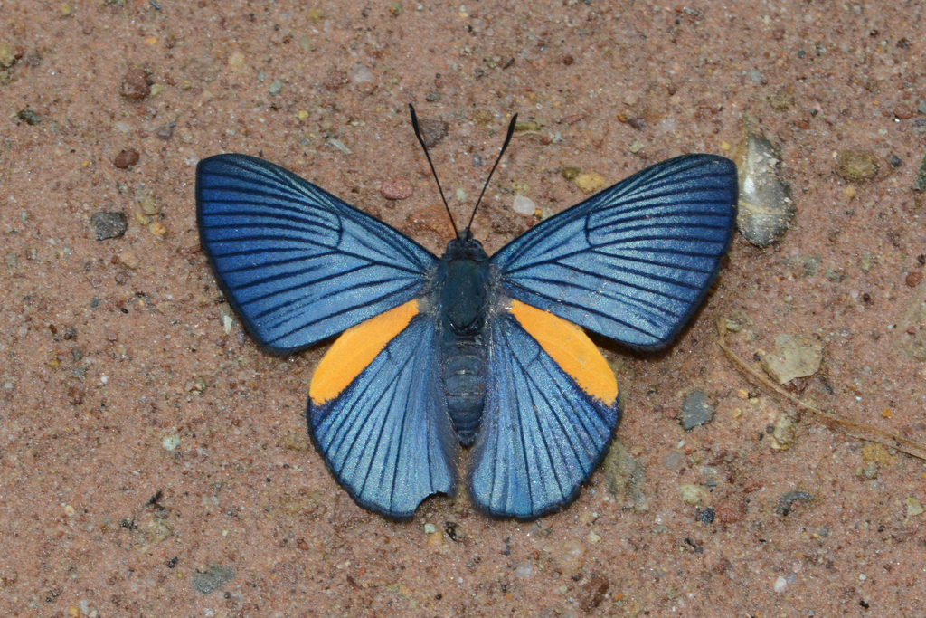 Siseme militaris