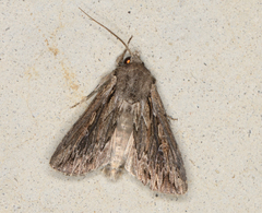 Persectania dyscrita