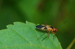 Dysdercus mimus