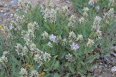 Astragalus tibetanus