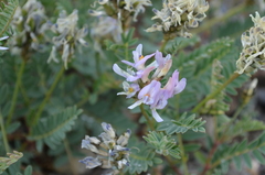 Astragalus tibetanus