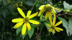 Rudbeckia laciniata