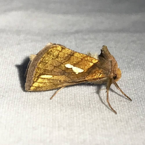 Connected Looper Moth photo 4