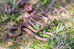 Thamnophis brachystoma