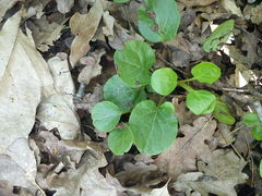 Pyrola rotundifolia