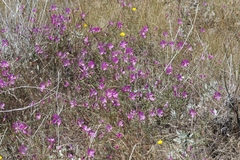 Clarkia bottae