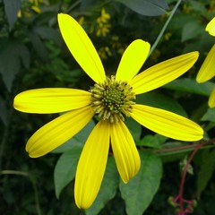 Rudbeckia laciniata