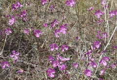 Clarkia bottae