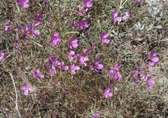 Clarkia bottae
