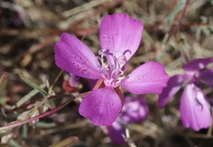 Clarkia bottae
