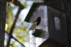 Parus major