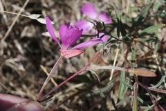 Clarkia bottae