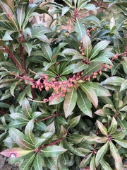 Pieris