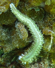 Hermodice carunculata