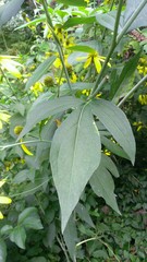 Rudbeckia laciniata