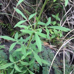 Cosmos scabiosoides