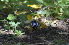 Parus major