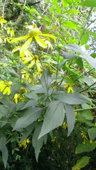 Rudbeckia laciniata