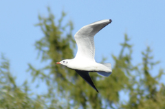 Chroicocephalus ridibundus