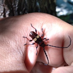 Lissonotus flavocinctus