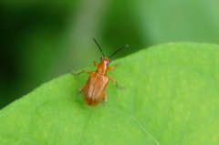 Criocerinae
