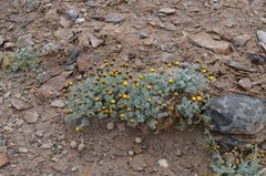 Ajania scharnhorstii