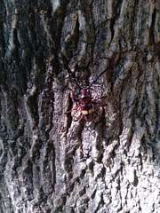 Lissonotus flavocinctus