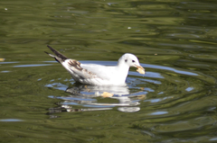 Chroicocephalus ridibundus