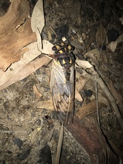 Macrotristria angularis